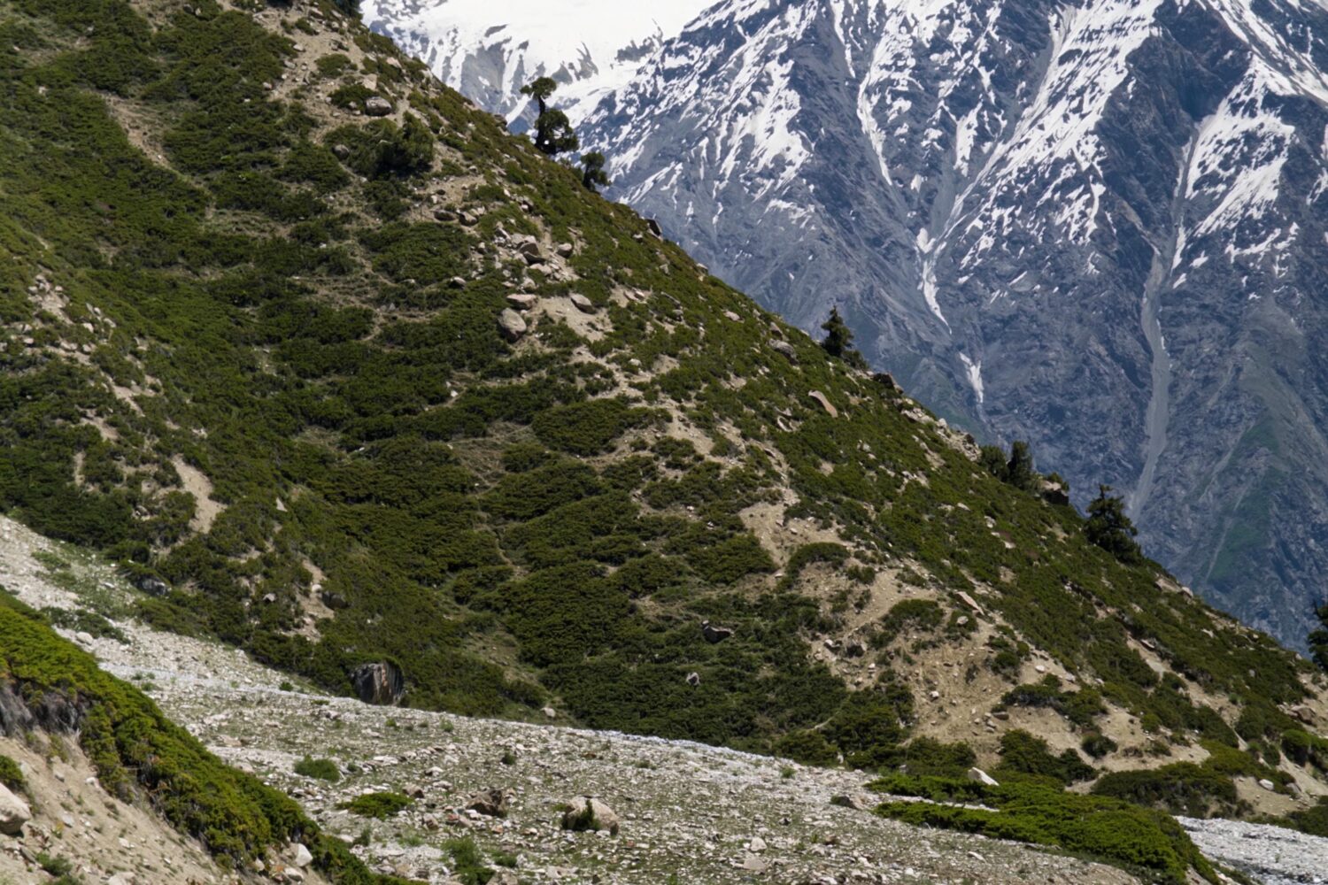 Batura Glacier (Yashpert) Meadow, lush green mountains