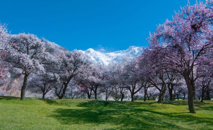 Bloosom Hunza valley