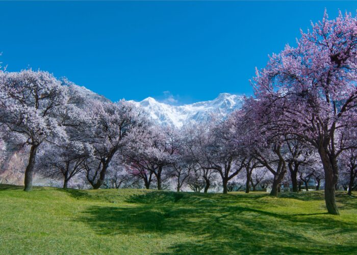 Bloosom Hunza valley