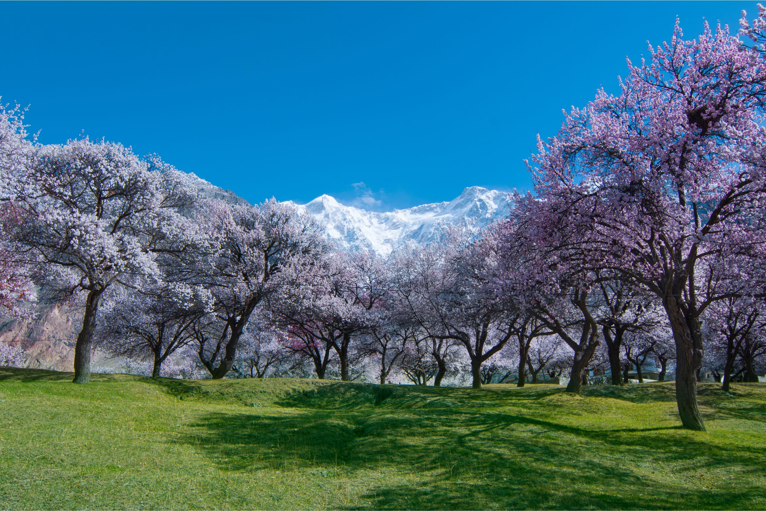 Bloosom Hunza valley